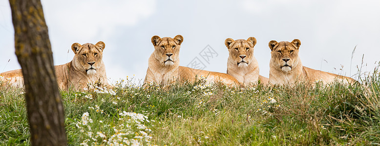 四只母狮子豹属小熊绿色猫科食肉捕食者荒野母狮婴儿动物图片