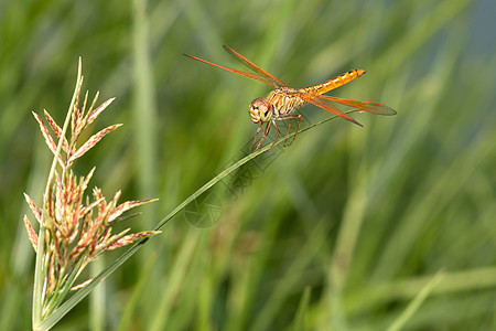 飞翔在草地上野生动物漏洞宏观植物眼睛生活蜻蜓蓝色翅膀白色图片