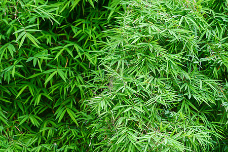 竹林森林边界树枝竹子植物群绿色花园叶子植物热带图片