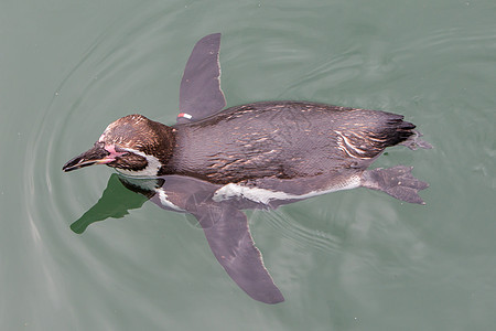 Humboldt企鹅水池游泳生物荒野数字俘虏水禽鸟类图片