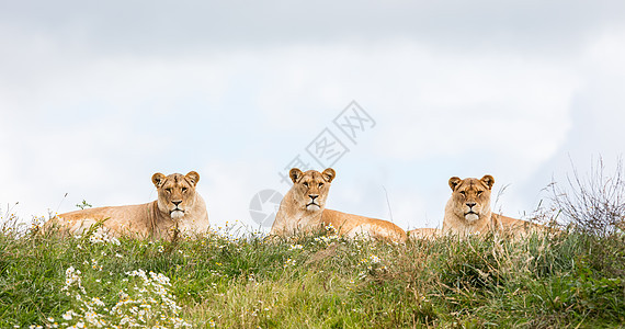 三只母狮子母狮野生动物荒野团体食肉绿色豹属猫科哺乳动物牙齿图片