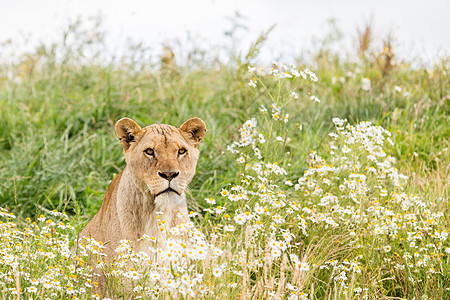 单女狮子食肉母狮动物白色哺乳动物绿色团体野生动物荒野捕食者图片
