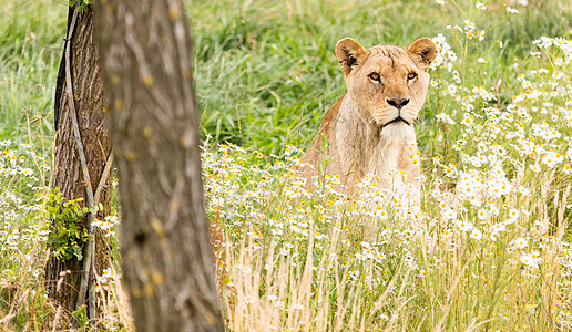 单女狮子团体婴儿母狮小熊哺乳动物捕食者荒野女性白色野生动物图片