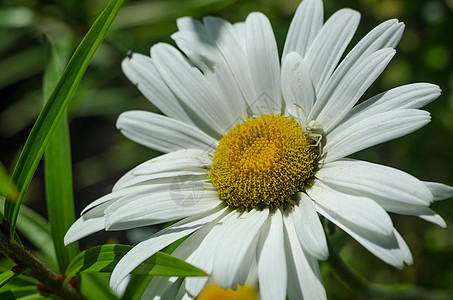 甘菊花花园花瓣花园白蜘蛛叶子黄色生长绿色雏菊太阳白色图片