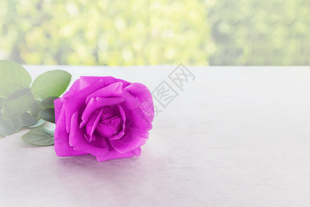 紫色玫瑰单紫色紫色在经典桌上的柔软气氛中升起背景