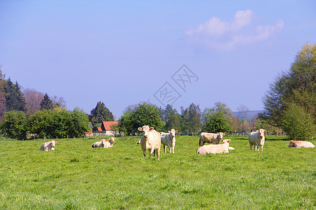 诺曼底牛在牧场上牛肉家畜天空国家奶制品农村场地牛奶农业农场图片