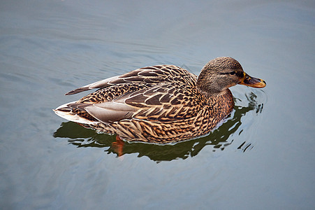 一只雌野鸭游泳羽毛鸭子池塘动物野生动物图片