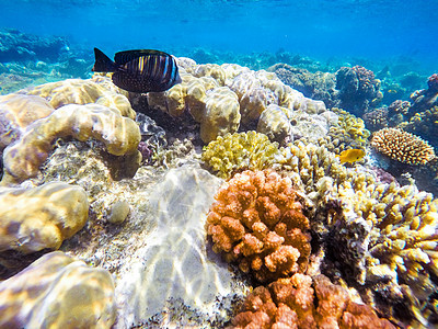 埃及红海的珊瑚和鱼旅游动物群野生动物生活旅行盐水外科海洋水族馆情调图片