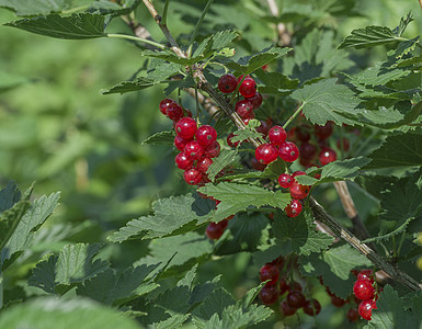 红色草原的灌木丛季节叶子团体绿色甜点蔬菜花园浆果食品衬套图片