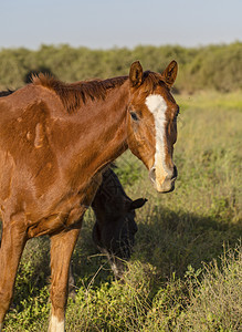 两匹棕色骑马放牧小径乡村农田哺乳动物牧场马匹动物群绿色宠物动物图片