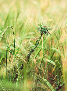 野外种植杂草图片