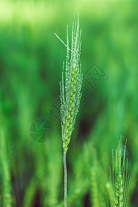 种植小麦缝合农田土地谷物耳朵生长收成叶子蔬菜农业植物图片