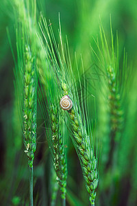 蜗牛坐在小麦钉上图片