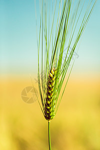 种植小麦缝合农业植物乡村天空谷物叶子耳朵土地蔬菜农田图片