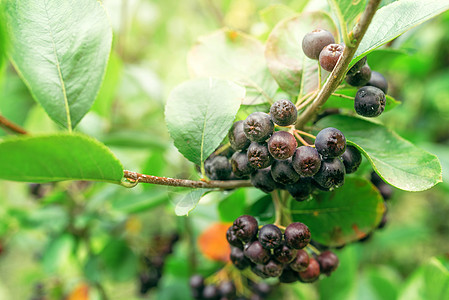 树枝上果实的里梅阿罗米亚绿色季节植物黑果衬套苦莓水果叶子营养浆果图片
