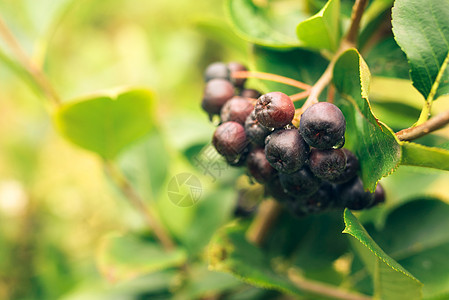 树枝上果实的里梅阿罗米亚衬套叶子绿色苦莓营养食物季节水果黑果植物图片
