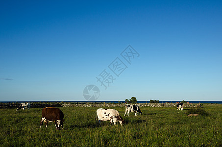 在沿海景观中放牧牛群团体石墙动物奶制品哺乳动物农村蓝色农田草地牧场图片