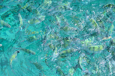 水中的热带鱼类旅行荒野息肉野生动物蓝色呼吸管海洋殖民地潜水条纹图片