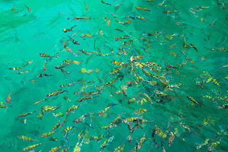 水中的热带鱼类息肉旅行野生动物海洋荒野条纹殖民地黄色动物呼吸管图片