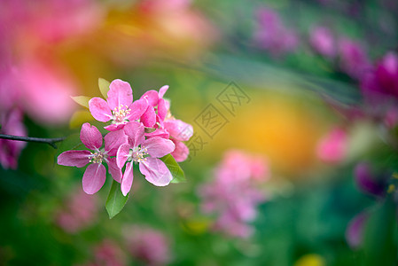 带有粉花花的春天自然本性背景晴天植物学园艺植物群宏观果园叶子花瓣花园阳光图片