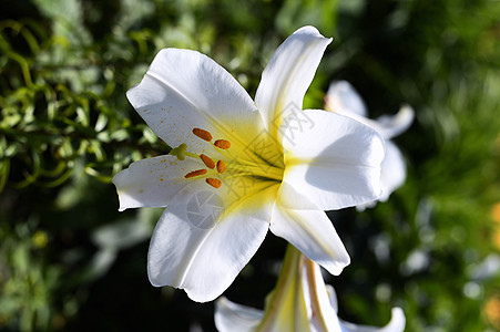 花园的装饰性白百合花瓣公园花束叶子活力季节植物植物学图片