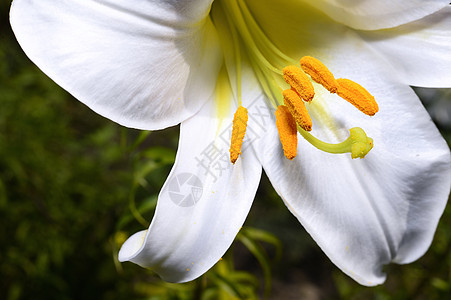 花园的装饰性白百合植物公园季节花束花瓣活力植物学叶子背景图片