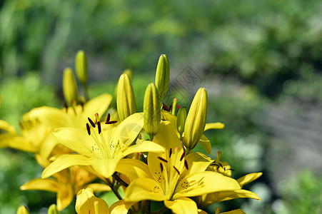 花园缝合时的花朵装饰黄百合生态花粉叶子园艺文化植物群树叶雌蕊萱草生长图片