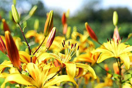 花园缝合时的花朵装饰黄百合生态花瓣生长植物植物群文化雌蕊园艺萱草宏观图片
