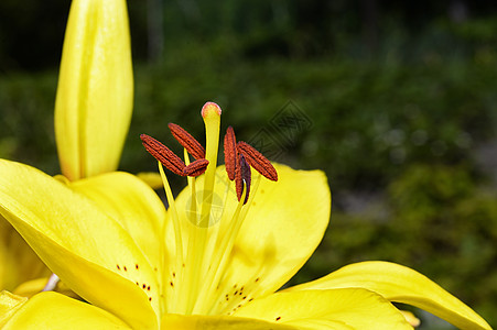 花园缝合时的花朵装饰黄百合植物园艺文化生态树叶叶子花粉花瓣雌蕊宏观图片