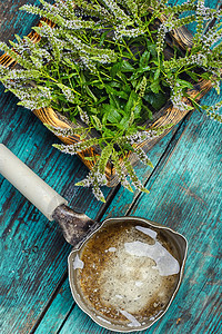 薄药用植物草本香气治疗药品叶子薄荷食谱荒野绿色花束图片