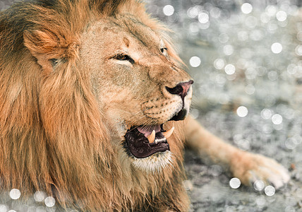 倾斜近身的非洲狮子野生动物公园鬃毛动物大草原哺乳动物猎人国王毛皮荒野图片