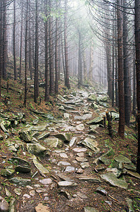 美丽的夏月森林山路地面踪迹荒野旅行森林远足阳光射线木头植物图片