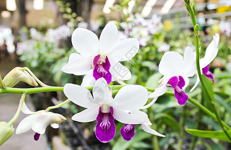 白兰花在花园里盛开美丽花瓣紫色兰花白色植物热带绿色图片