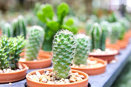 锅里的小仙人掌市场植物多刺沙漠植物学热带植物群花园生长绿色图片