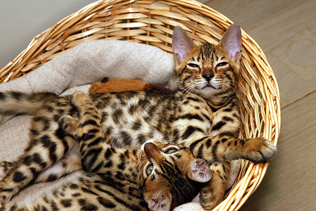 篮子里的孟加拉小猫图片
