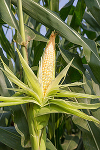 特写玉米在尾随的玉米收成蔬菜场地店铺环境棒子食物玉米芯农场营养图片