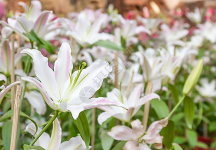 紧贴白百丽花花园植物白色园艺植物群百合季节花束花瓣绿色图片