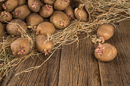 在老木头背上种植春种的土豆和芽马铃薯饮食块茎麻布生产生长产品干草团体包装稻草图片