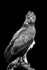 黑暗背景的陶尼鹰图片