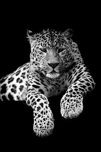深色背景的豹艺术荒野丛林猫科胡须豹属食肉环境哺乳动物野生动物图片