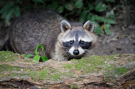 浣熊胡须幼崽动物们野生动物动物好奇心公园森林警报荒野图片