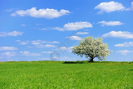 春月的树苗天气植物农村阳光孤独自然太阳风景植物群牧场图片