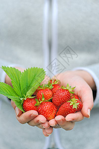 手握鲜草莓农场植物美食团体叶子蔬菜甜点花园收获采摘图片