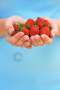 手握鲜草莓叶子团体季节生长饮食植物收获美食农业甜点图片