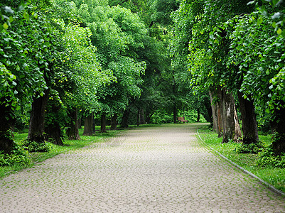 公园树林大道石头人行道小路场景大街草地季节风景木头叶子图片