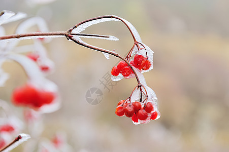 冻在树枝上的Viburnum红莓图片