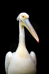 一条欧洲白的肖像水禽飞行沼泽地荒野旅行水鸟羽毛账单海鸟野生动物图片