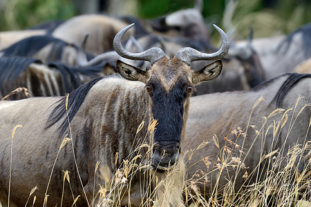 Wildebeest 肯尼亚国家公园 非洲图片