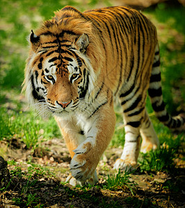 老虎动物眼睛哺乳动物荒野食肉猎人动物群愤怒危险打猎图片