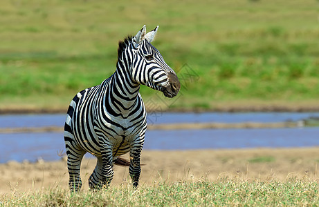 肯尼亚国家公园的斑马冒险动物旅行荒野游戏公园哺乳动物野生动物食草大草原图片